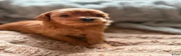 Toy Poodle dogs for sale: Toy Poodle Puppies - Advert 6