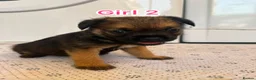 Border Terrier dogs for sale: Border terrier puppy’s  - Advert 6