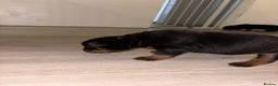 Rottweiler dogs for sale: 7 stunning chunky full breed Rottweilers  - Advert 4