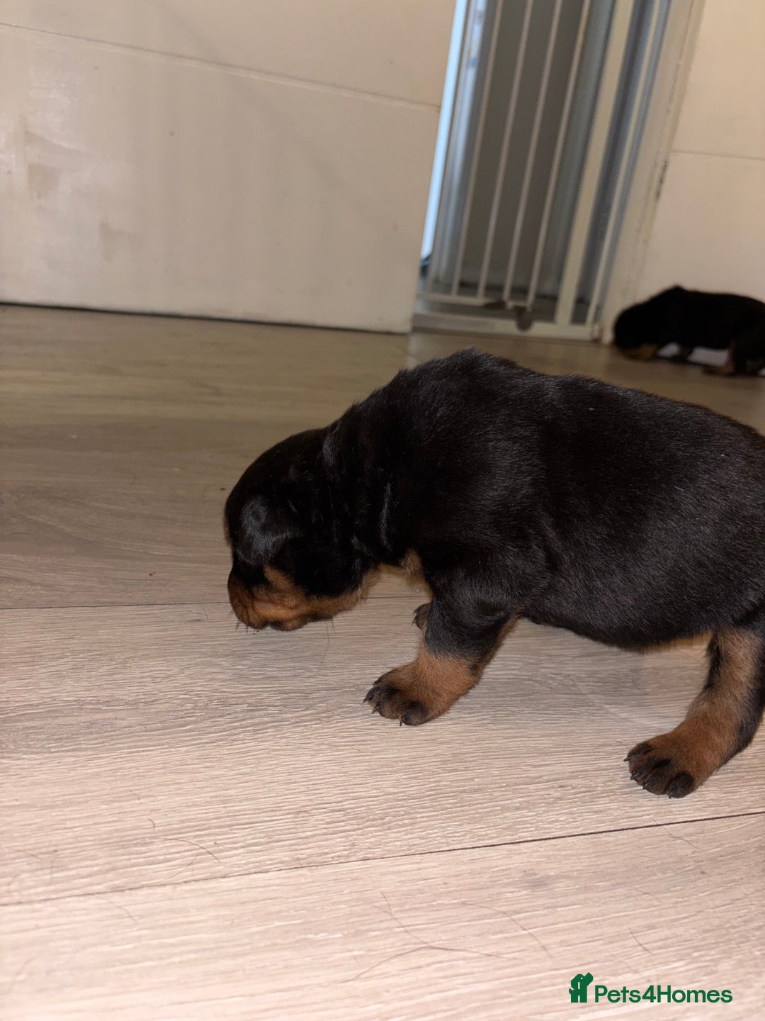 Rottweiler dogs for sale: 7 stunning chunky full breed Rottweilers  - Advert 4