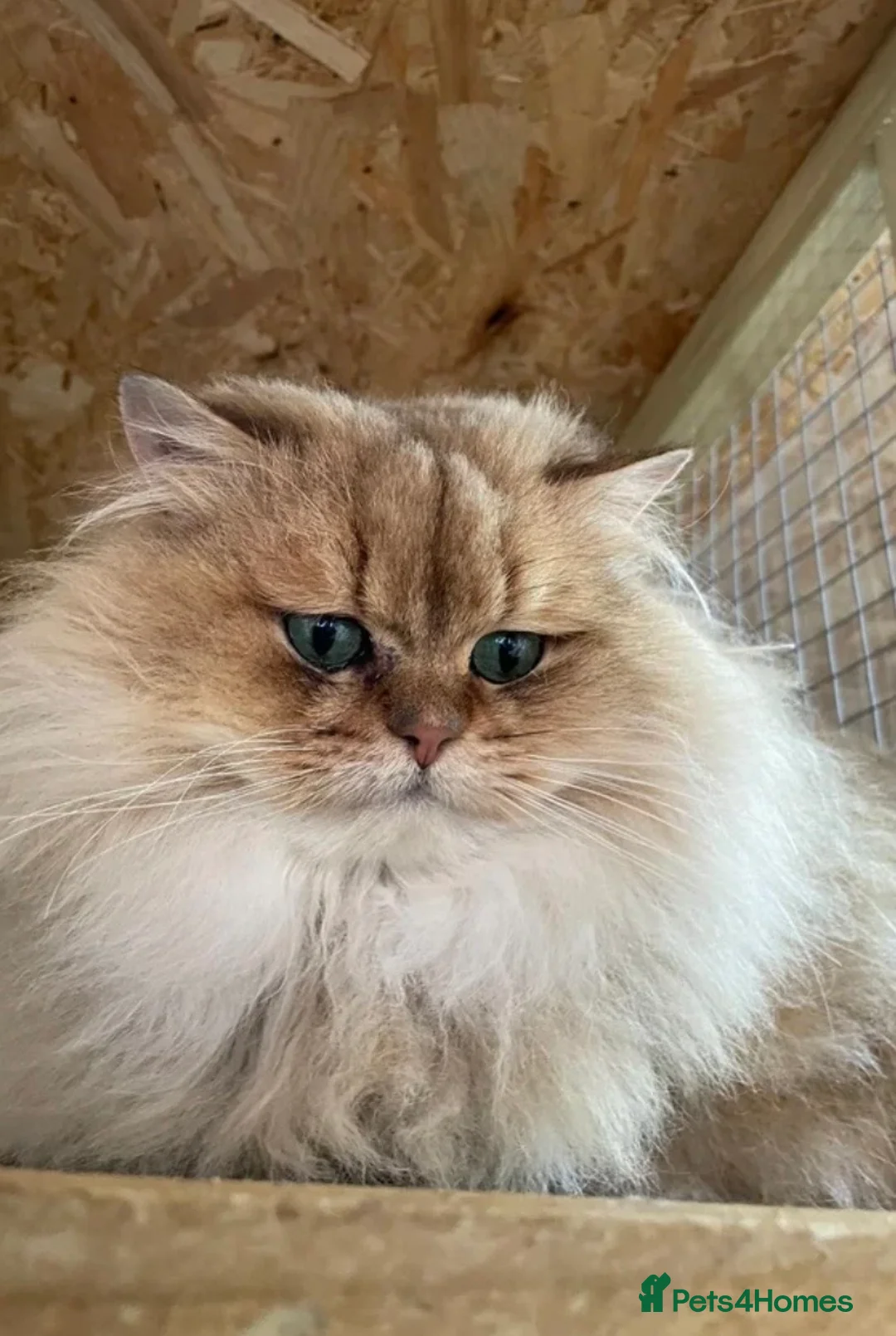 British Longhair cats for sale: British longhair golden kittens TICA - Advert 19
