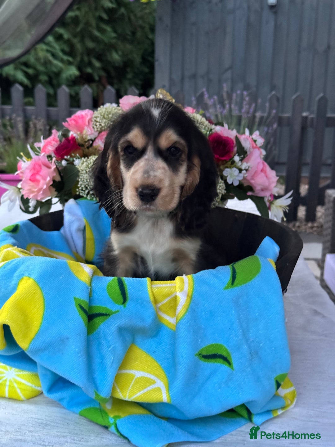 Cocker Spaniel dogs for sale: 3boys only  show type cocker spaniel puppies in Market Drayton - Image 31