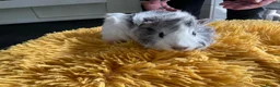 Guinea Pig rodents for sale: Georgeous Piggles - Advert 10
