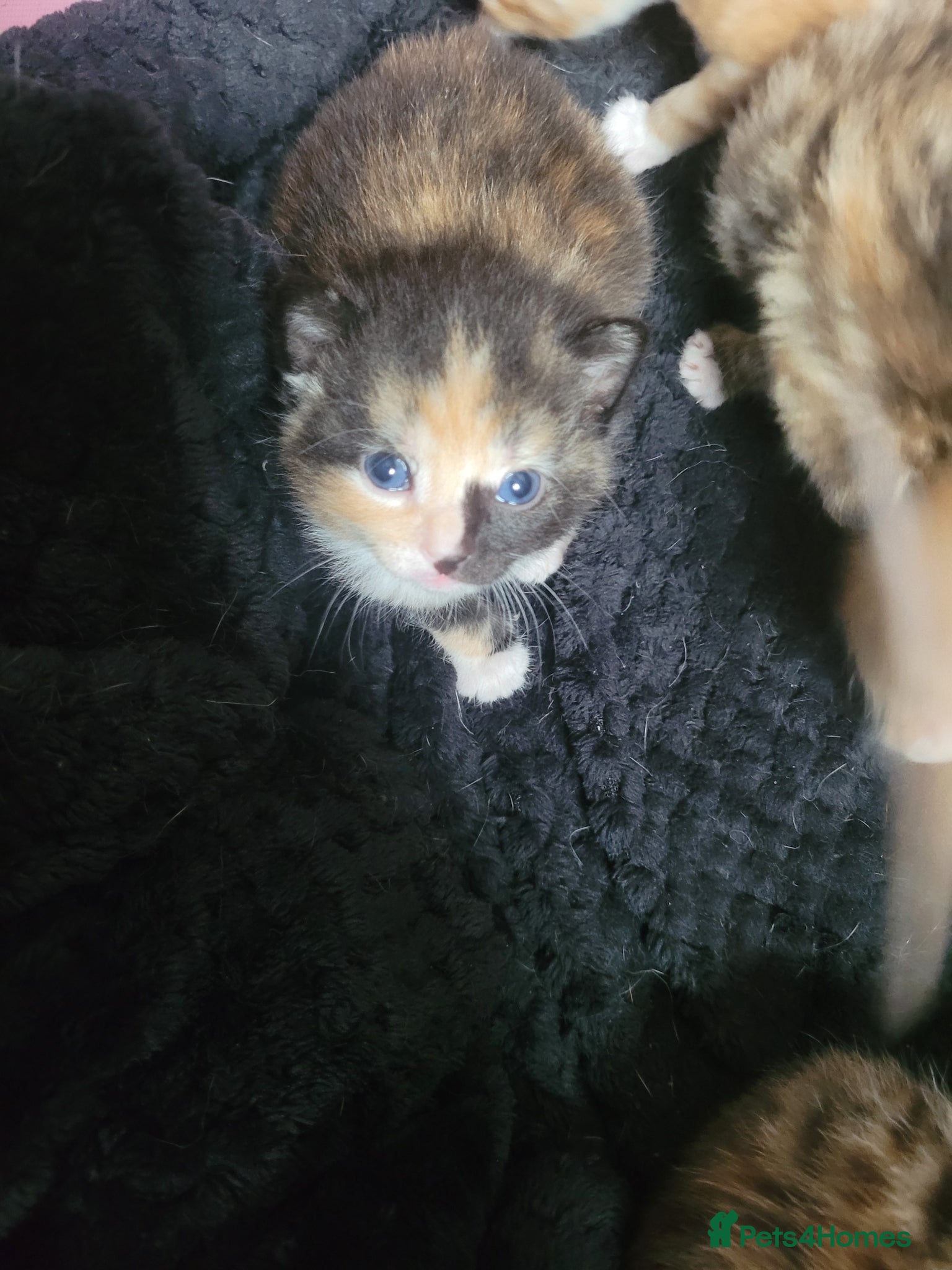 Mixed Breed cats 3 beautiful kittens left to be reserved  - Advert 12