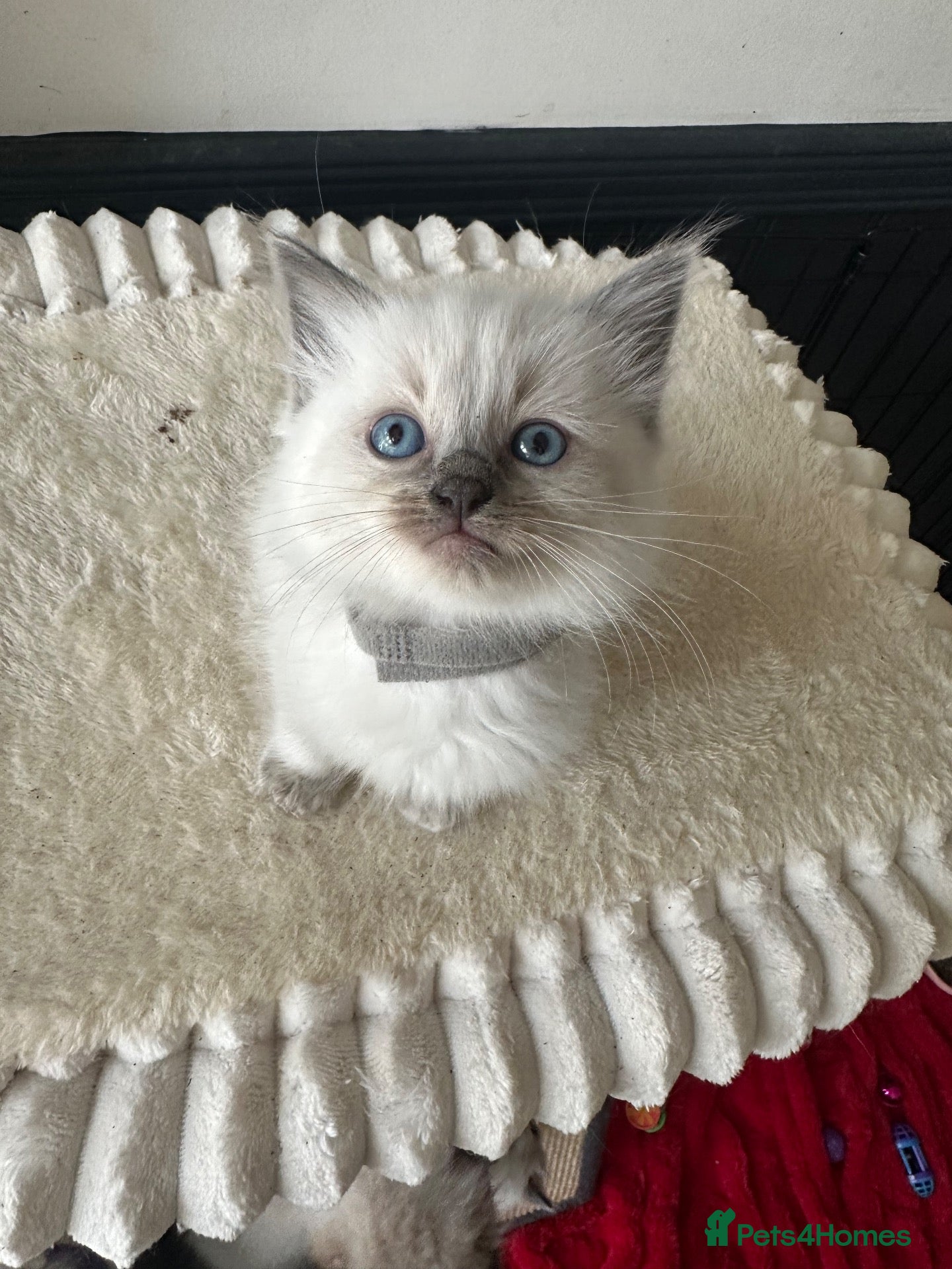 Ragdoll cats Only 1 beautiful ragdoll girl kittens left  - Advert 17