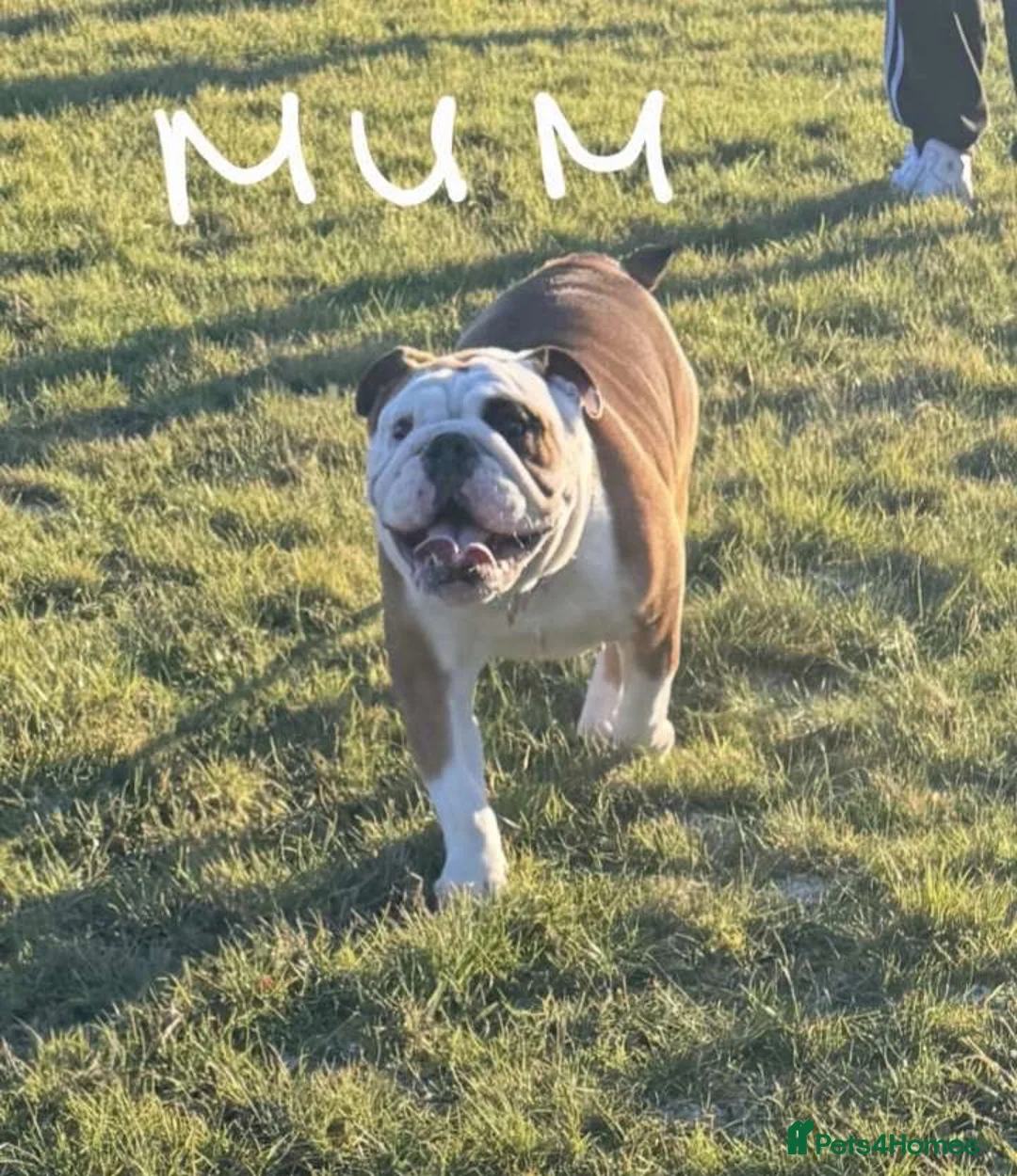 English Bulldog dogs for sale: English bulldog pups kc reg (READY NOW)   - Advert 2