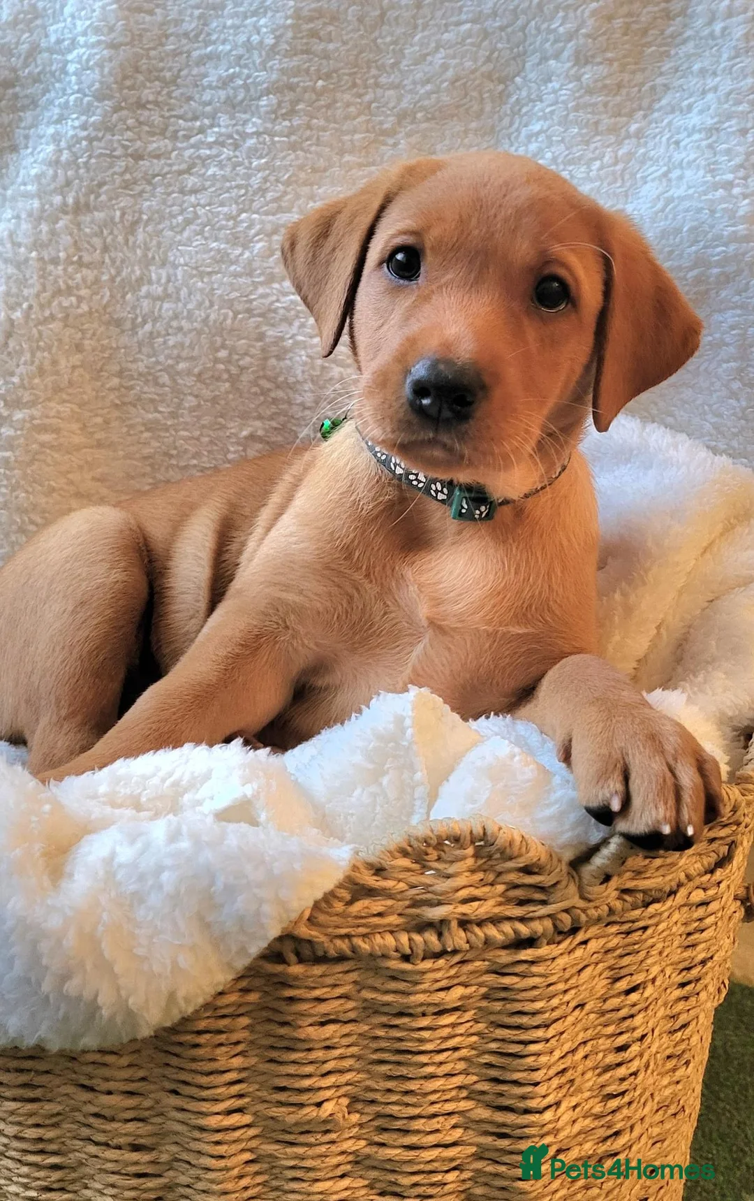 Labrador Retriever dogs for sale: Red fox Labradors  in Whitley Bay - Advert 2