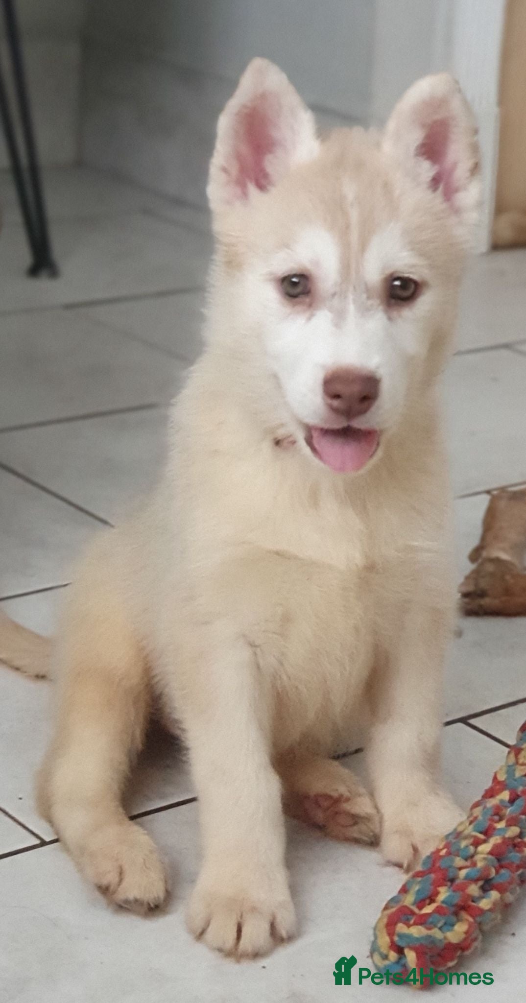 Siberian Husky dogs KC REG MALE: ONE LEFT - Advert 1