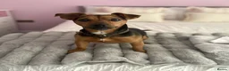 Jack Russell dogs for sale: Jack Russel Terrier in York - Advert 2