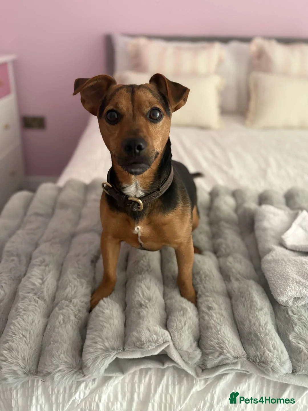 Jack Russell dogs for sale: Jack Russel Terrier in York - Advert 2