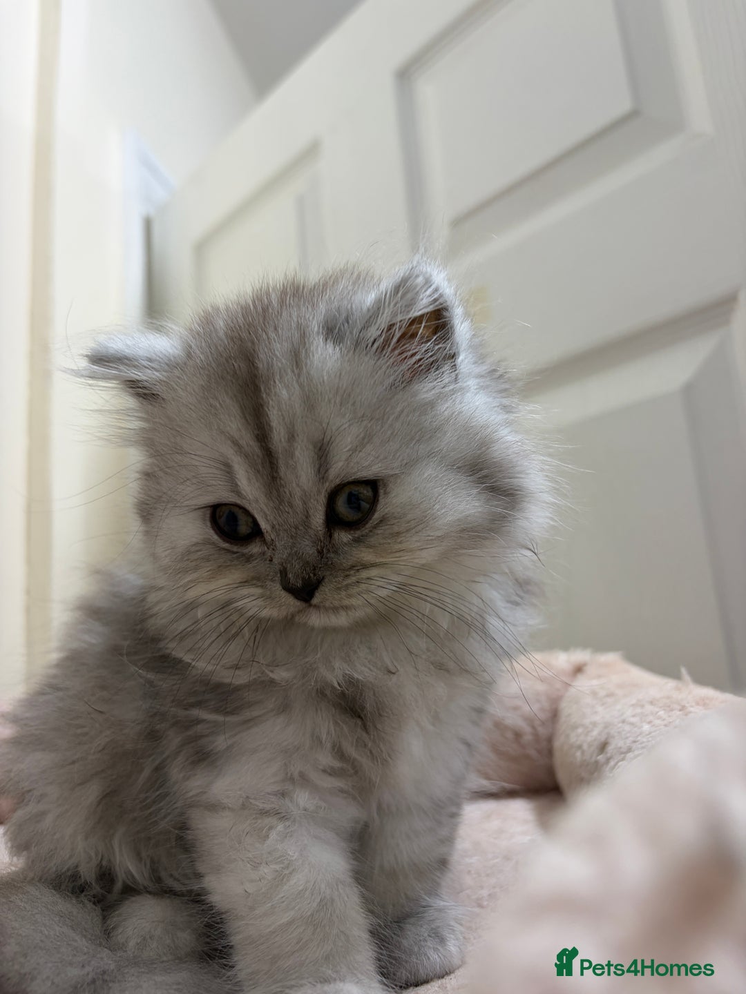 Mixed Breed cats for sale: British long hair X Chinchilla long hair - Advert 10