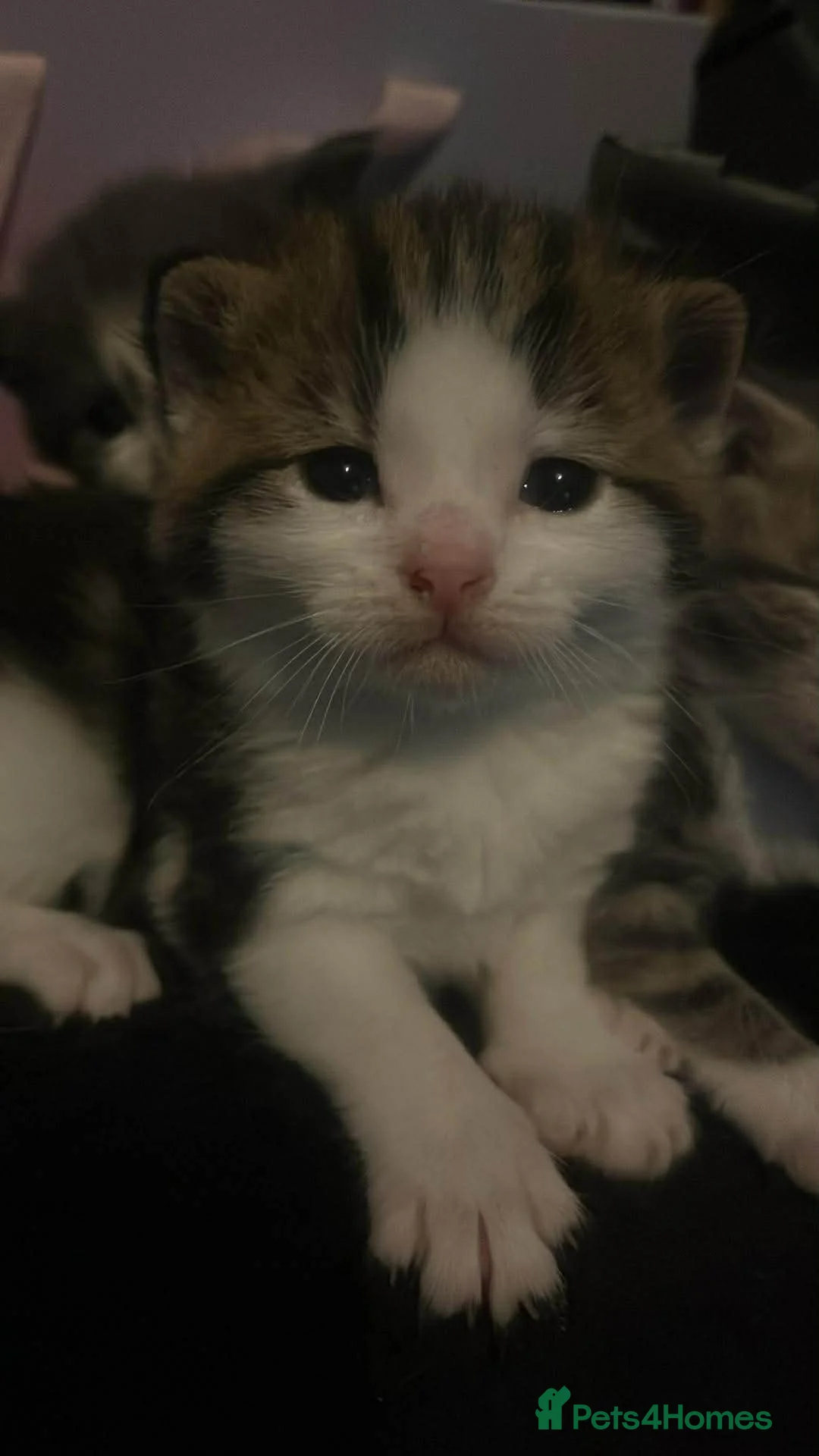 Domestic Shorthair cats for sale: 3 kittens looking for there new home  - Advert 7