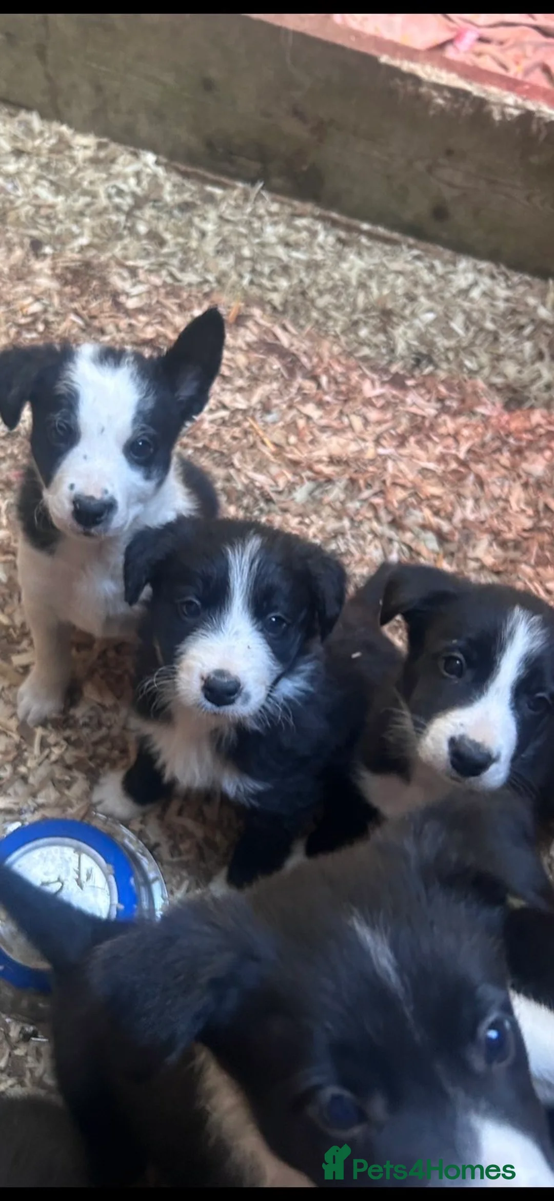 Border Collie dogs for sale: Border collie pups for sale  in Arthog - Advert 2