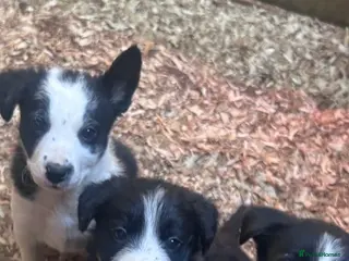 Border Collie dogs Border collie pups for sale - Advert 1