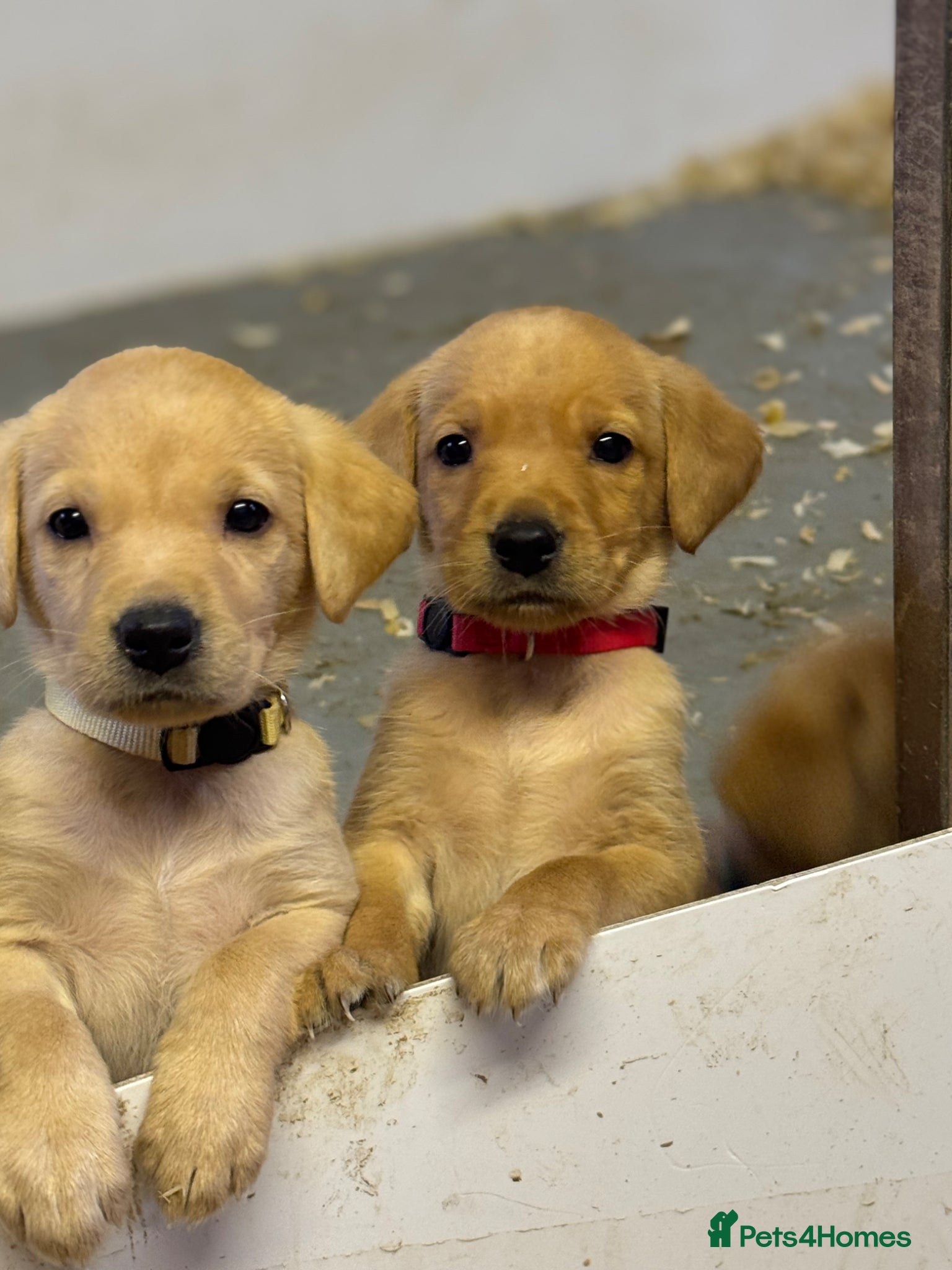 Labrador Retriever dogs Beautifully bred Labrador puppies - Advert 12