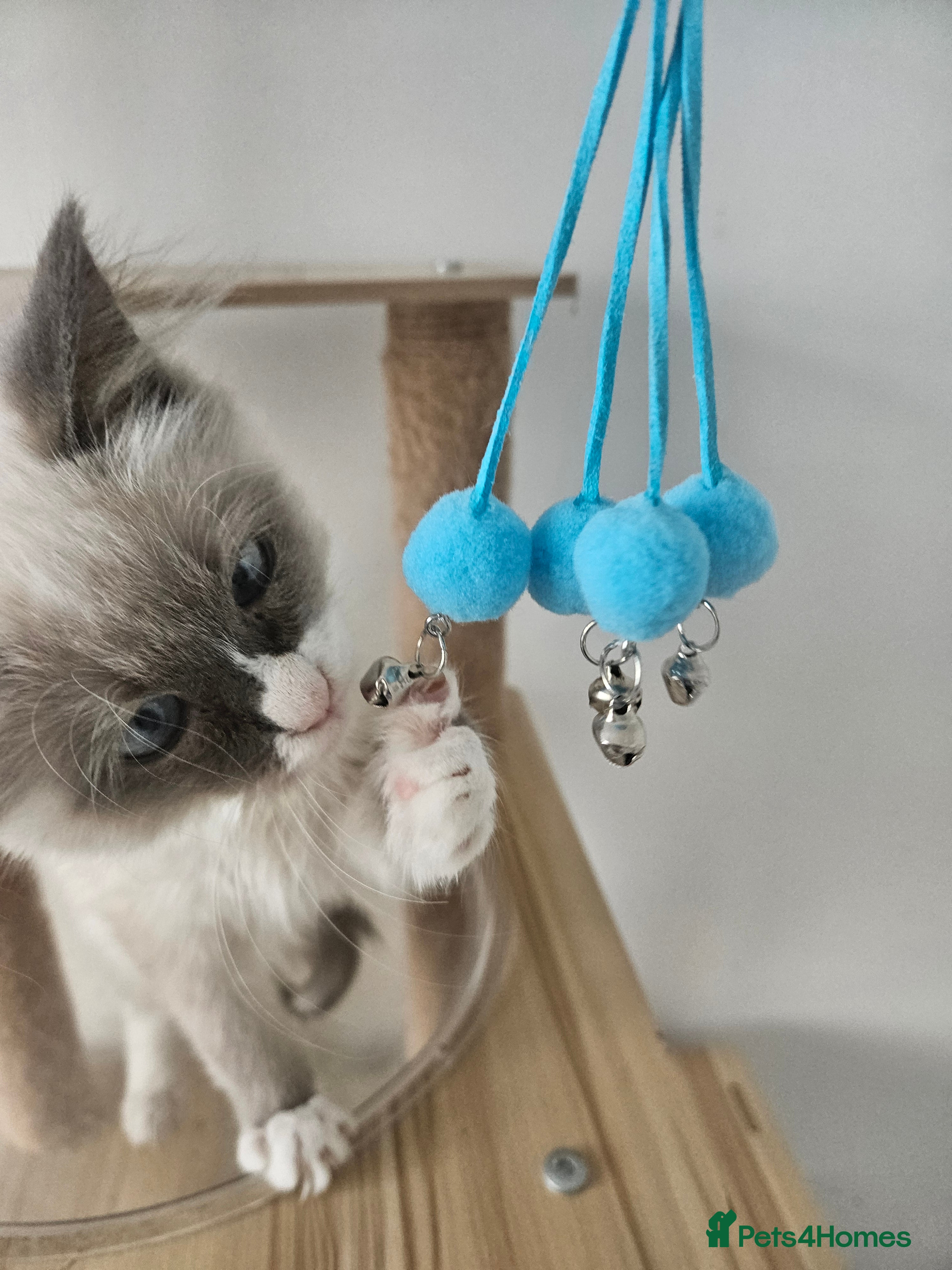 Ragdoll cats 2 Tica Ragdoll (Cherubim)Boys HCM and PKD Certyfic - Advert 2