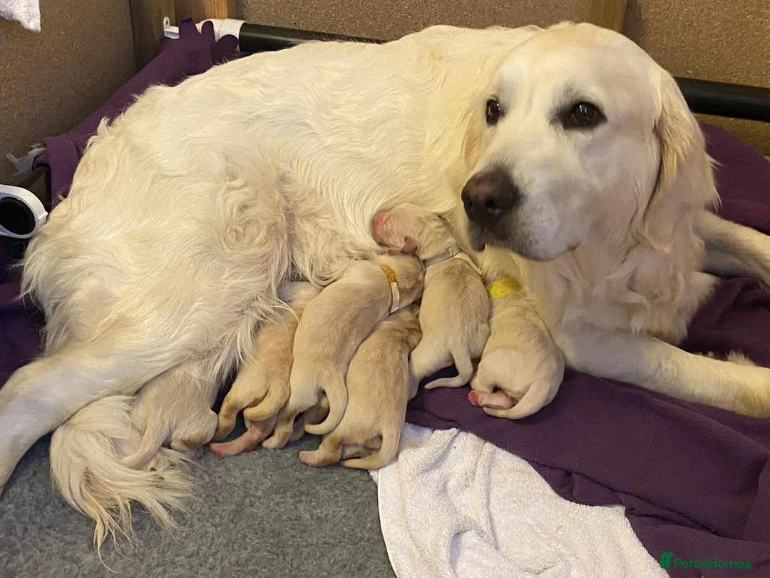 Golden Retriever dogs for stud: exceptional PROVEN dog available for stud  in Northwich - Advert 17
