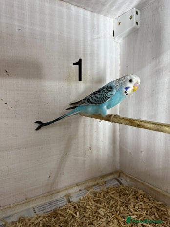 Budgerigars birds - Advert 14