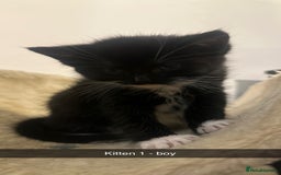 Mixed Breed cats for sale: Black and white kittens looking for loving home  - Image 10