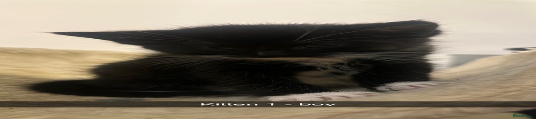 Mixed Breed Kitten 4