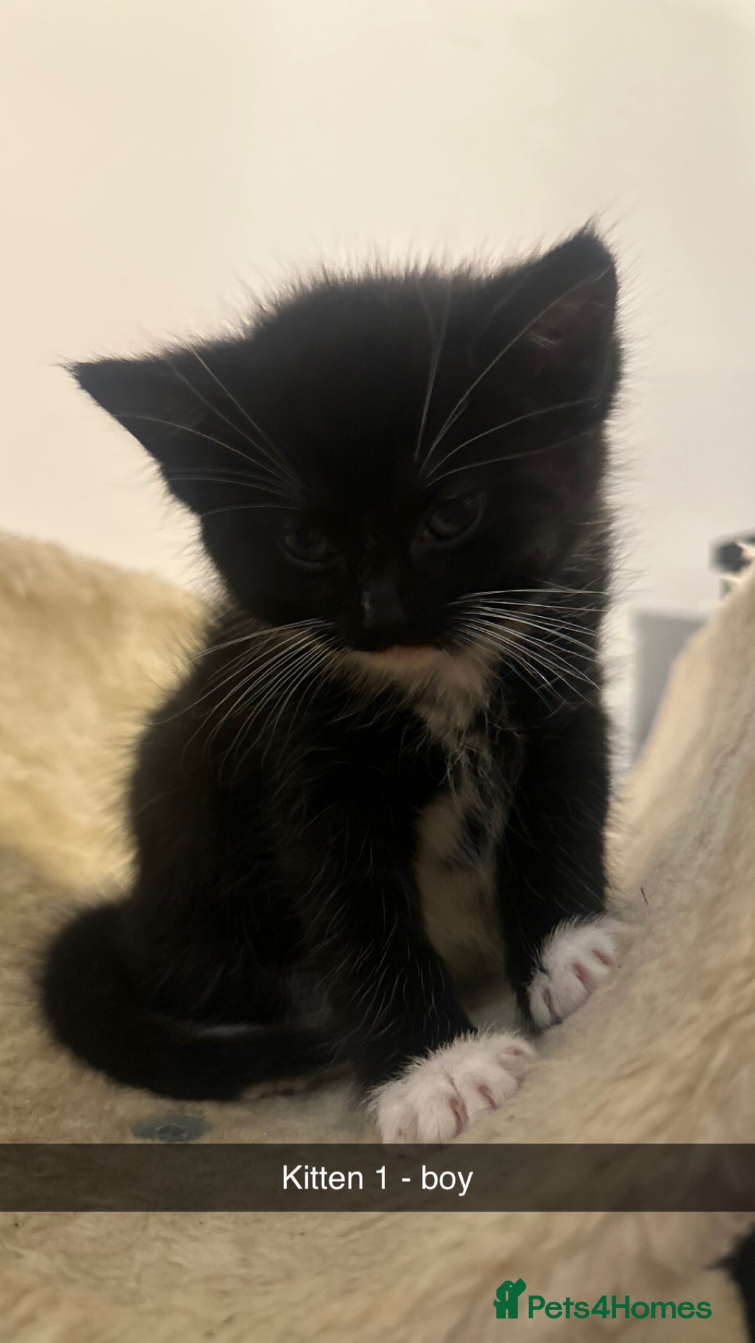 Mixed Breed cats for sale: Black and white kittens looking for loving home  - Image 10