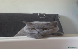 British Shorthair cats for sale: 9 month old British shorthair blue male - Image 4