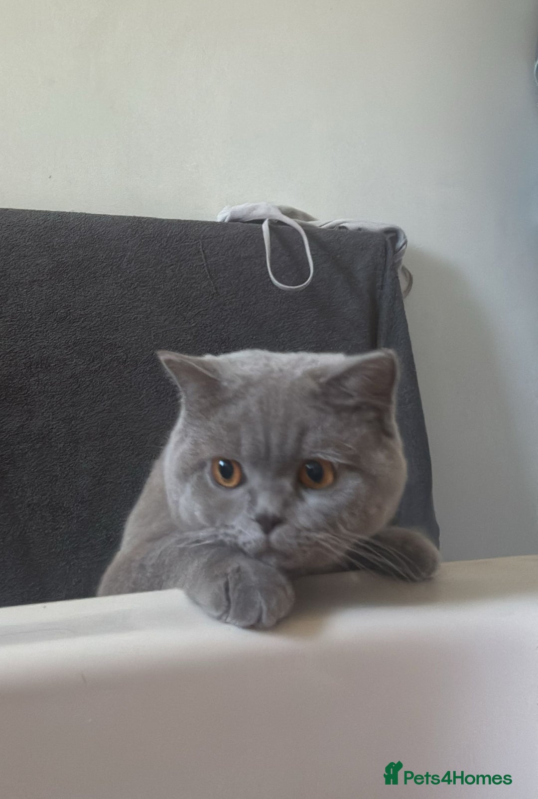 British Shorthair cats for sale: 9 month old British shorthair blue male - Image 4