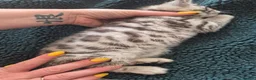 Mixed Breed cats for sale: Mixed bengal - Advert 13