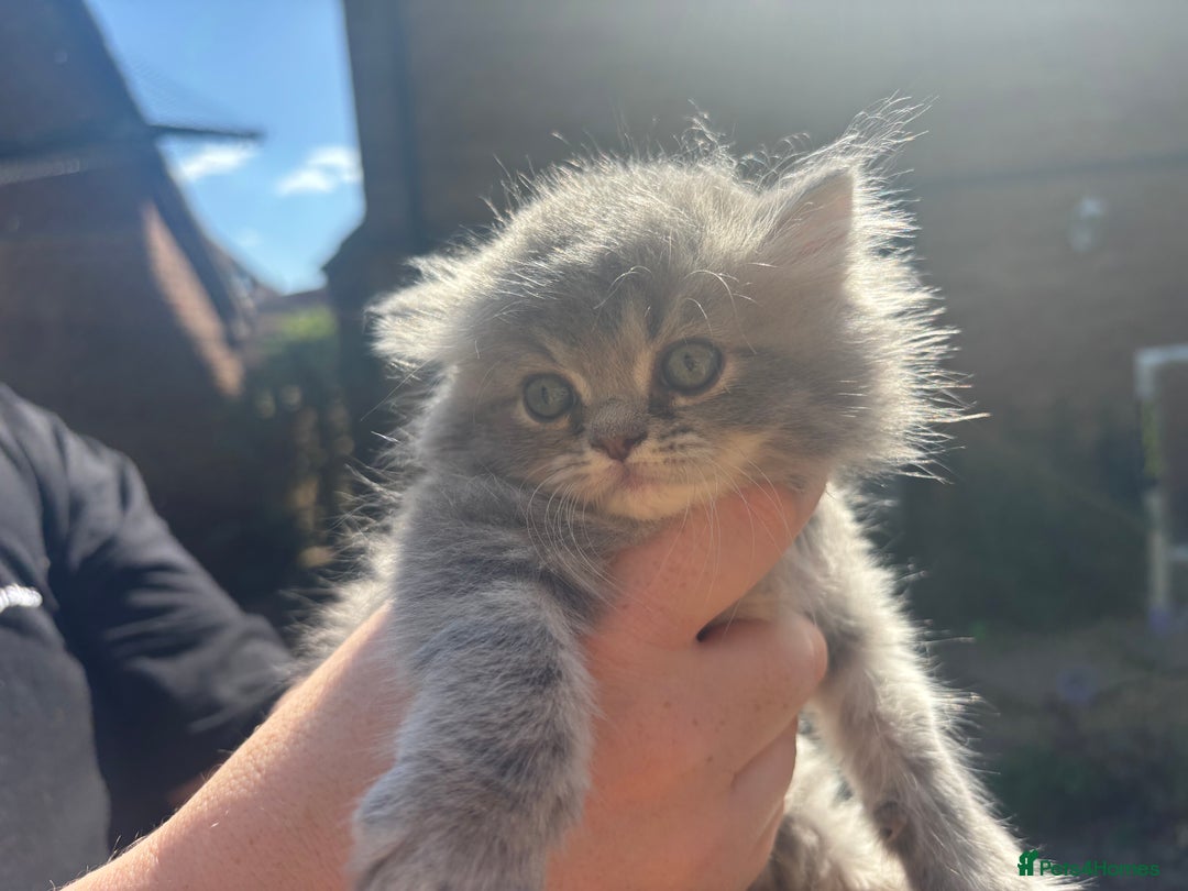 Persian cats for sale: Persian Ragdoll Kittens  - Image 28