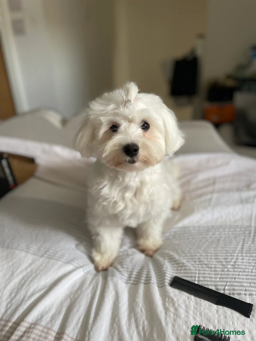 Mixed Breed dogs for sale: Loving dog Winter looking for her forever home - Advert 3