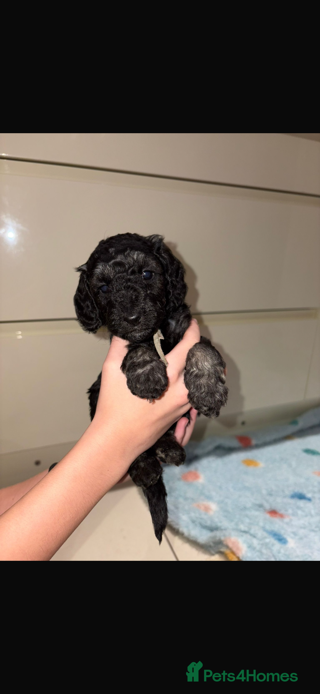 Miniature Poodle dogs for sale: Miniature Merle poodle puppies 🌈🐶❤️ - Advert 16