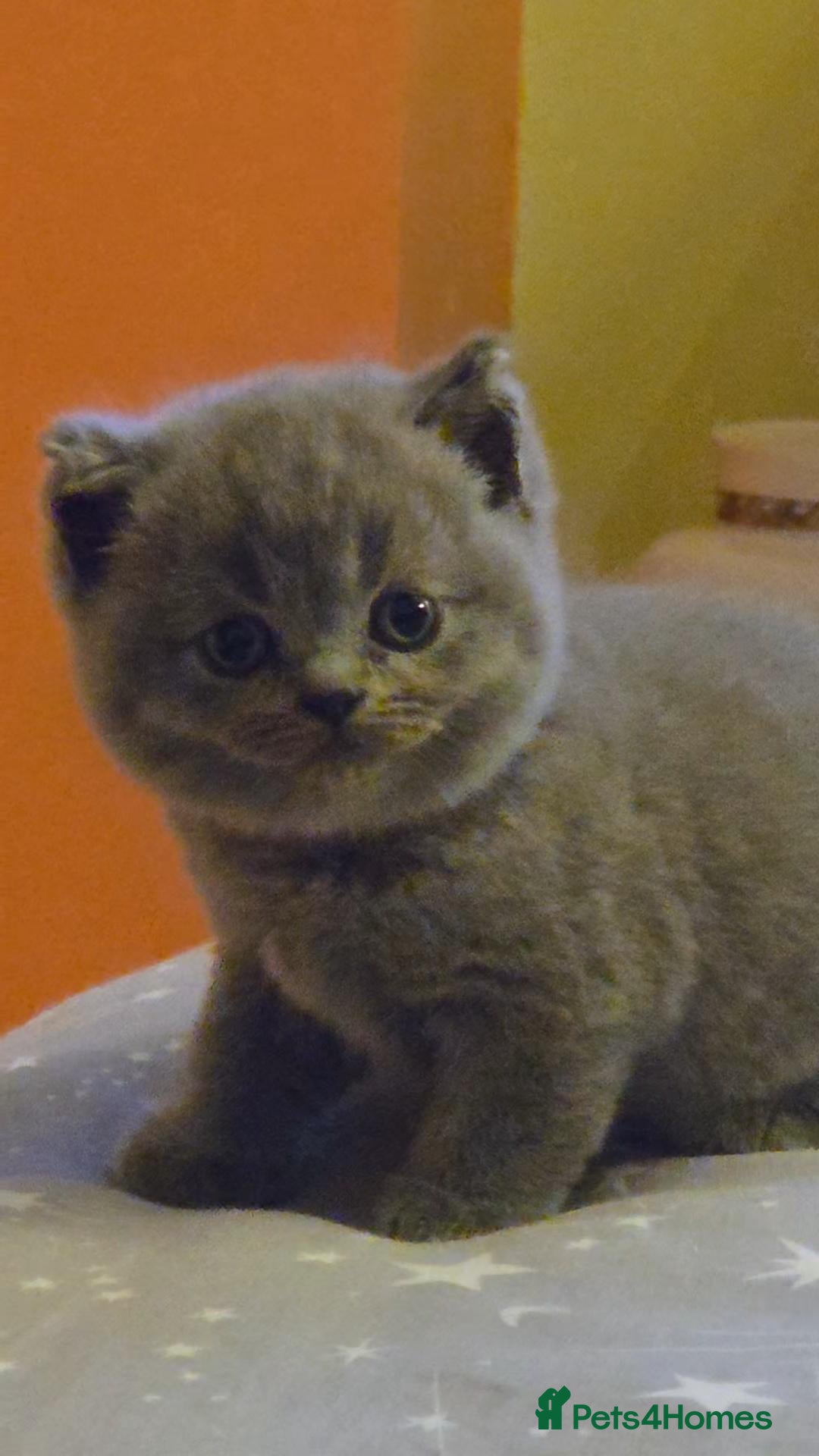 British Shorthair cats British Shorthair Kittens - Lilac & Blue Pedigree - Advert 2