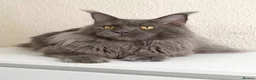 Maine Coon cats for stud: Active TICA Registered - Gentle, Friendle, Proven - Advert 1