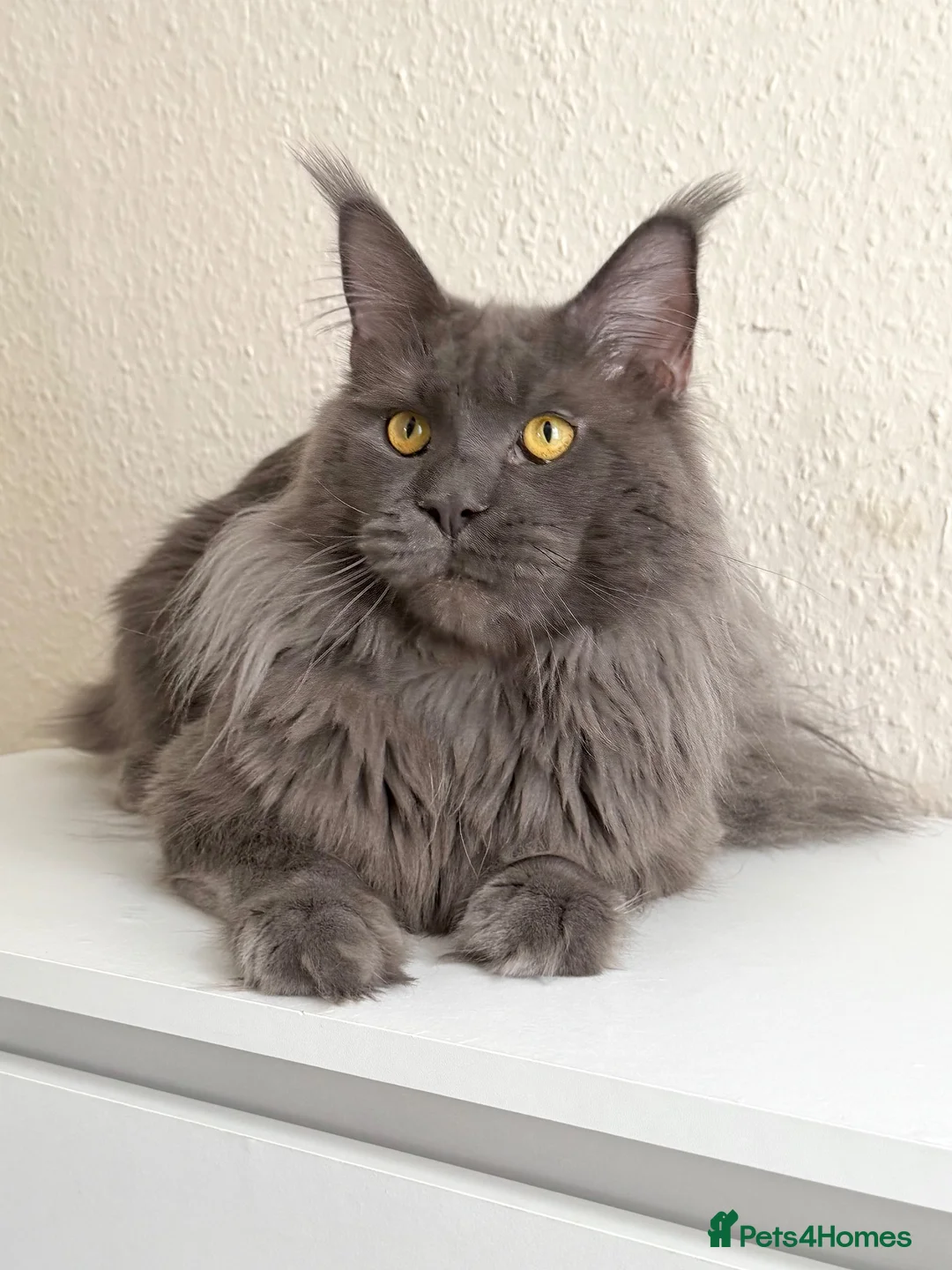 Maine Coon cats for stud: Active TICA Registered - Gentle, Friendle, Proven - Advert 1