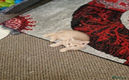 British Shorthair cats for sale: Pure British shirthair ready for new parents - Image 4