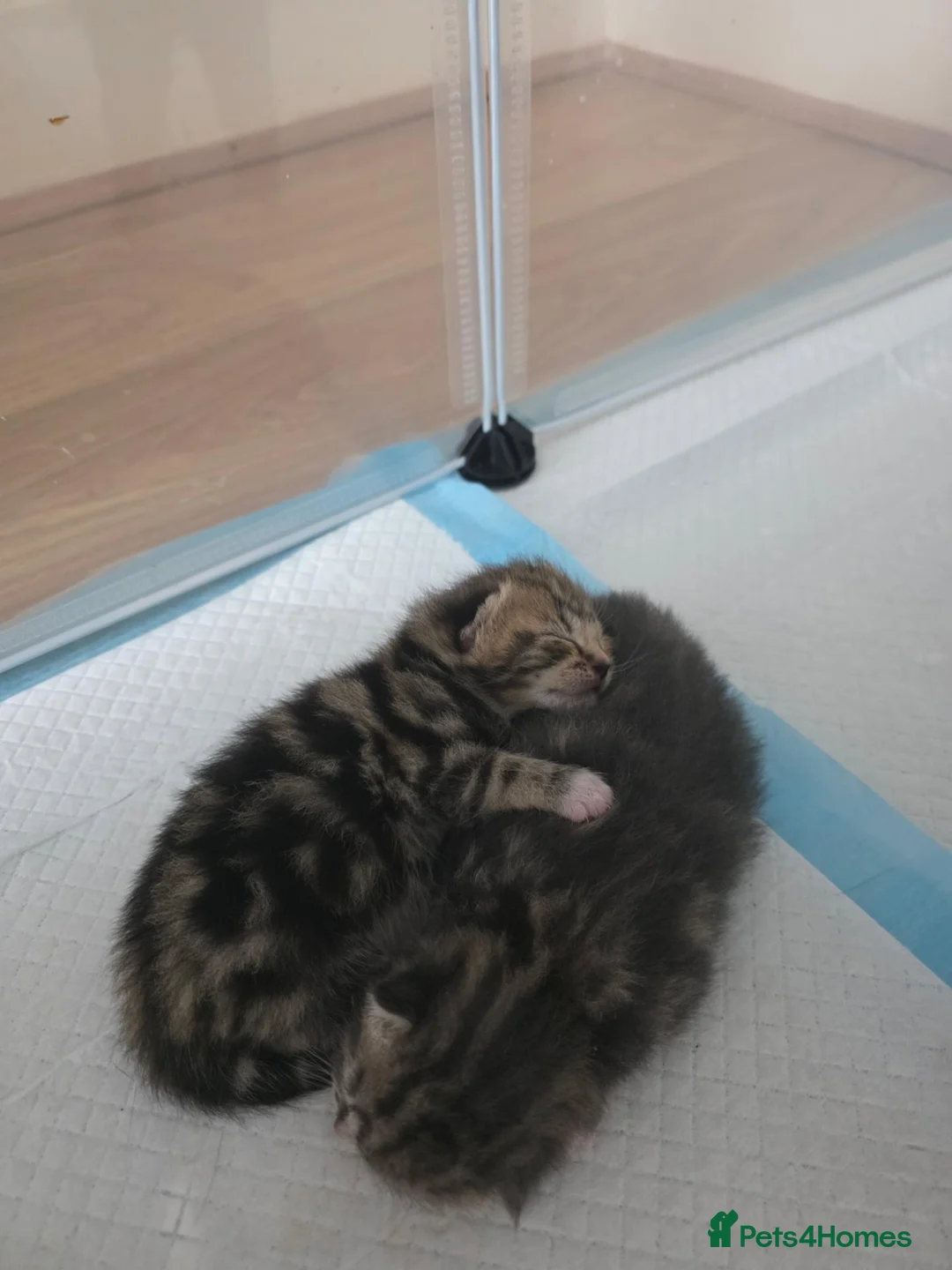 Mixed Breed cats for sale:  Two adorable boys looking for loving homes - Advert 5