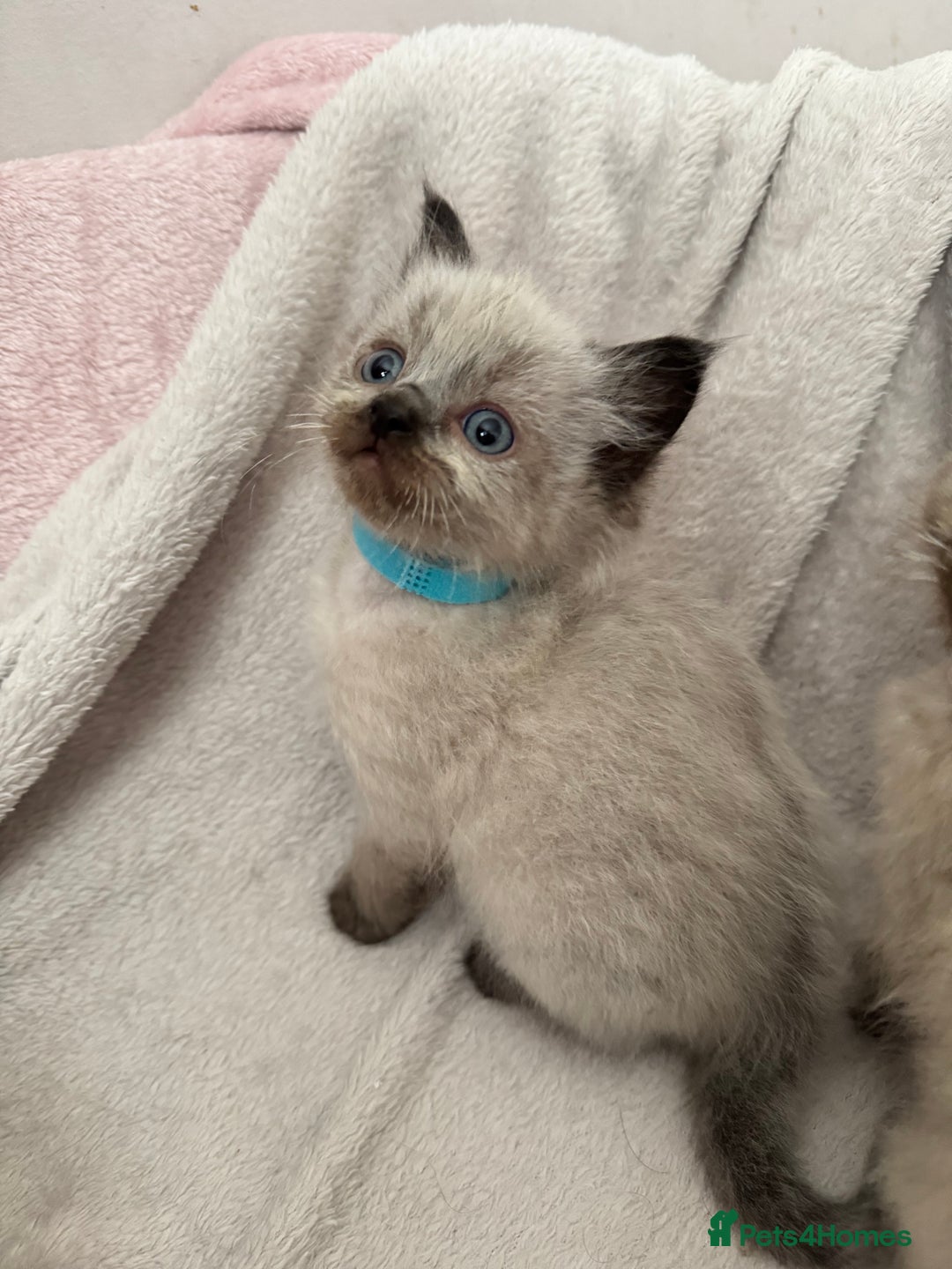 Ragdoll cats for sale: Seal point ragdoll kittens 3 boys and 2 girls  - Image 11
