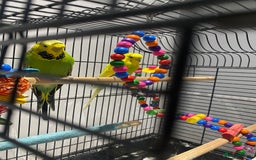 Budgerigars birds for sale: 2 Budgies and cage for sale - Image 5