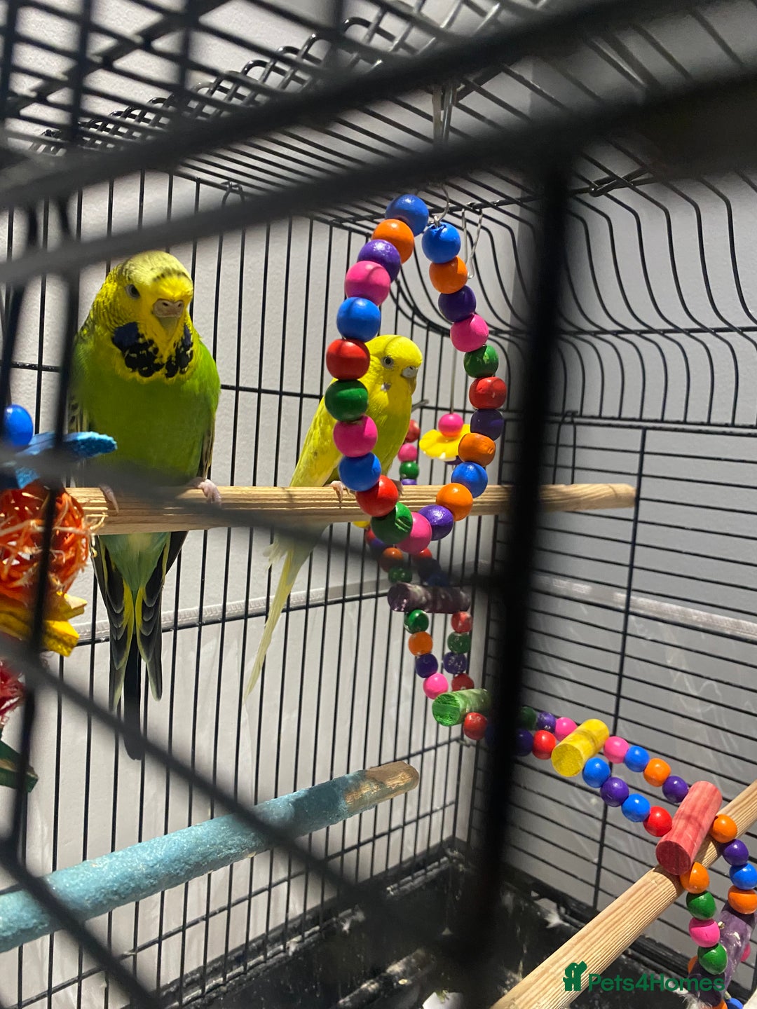 Budgerigars birds for sale: 2 Budgies and cage for sale - Image 5