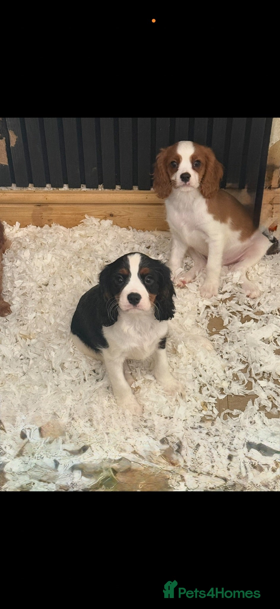 Cavalier King Charles Spaniel dogs 🐶Kc cavalier dna clear puppies 🐶2  boys left - Advert 1