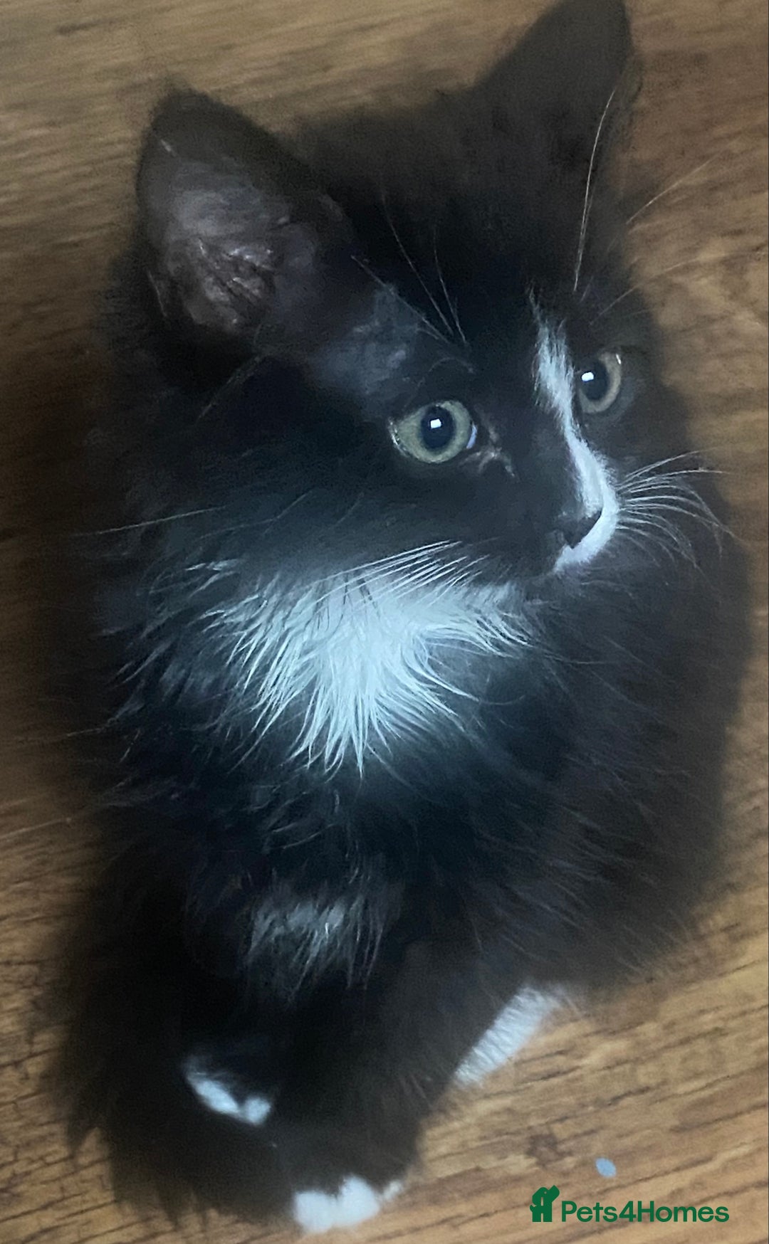Mixed Breed cats for sale: Beautiful long haired kittens - Image 9