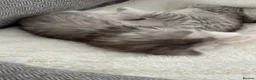 British Shorthair cats for sale: 4 beautiful kittens - 2 female & 2 male - Advert 34