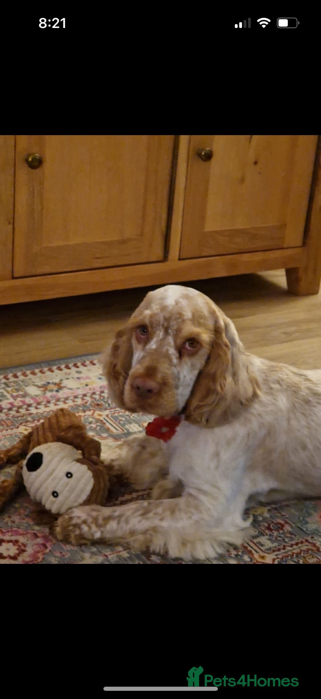 Cocker Spaniel dogs for sale: Gorgeous Show Type Cocker Spaniel Puppies  - Advert 4