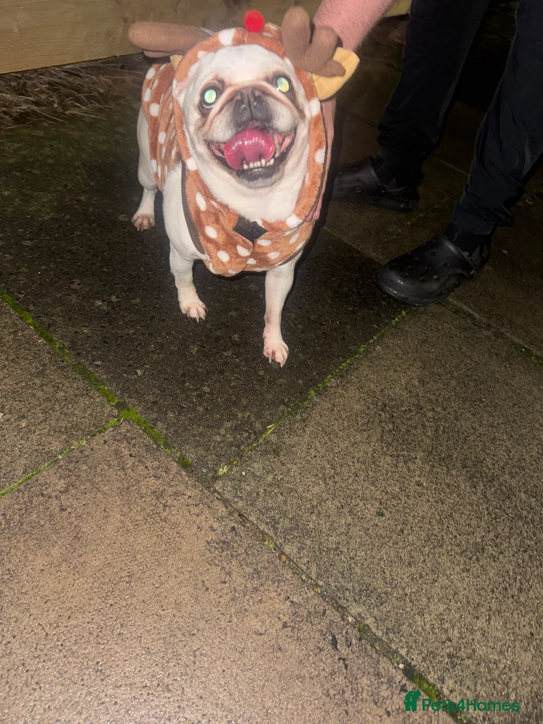 Pug dogs for sale: White pug - Advert 3