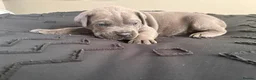 Cane Corso dogs for sale: Beautiful cane corso puppies.  in Liverpool - Advert 17