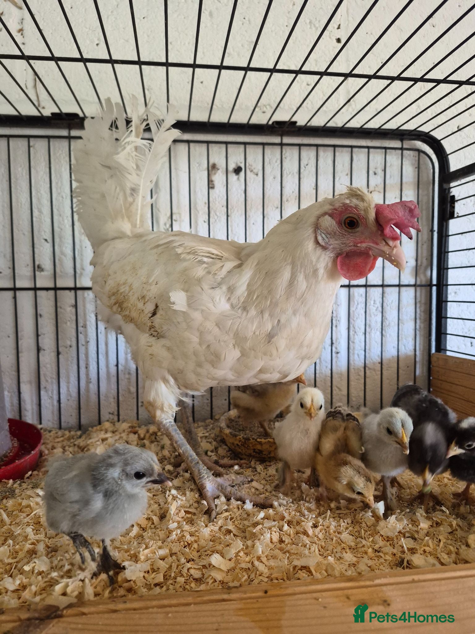 Chickens poultry Hen and 8 mixed chicks for sale - Advert 2