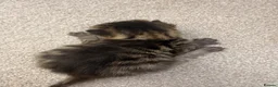 Mixed Breed cats for sale: Maine coon cross kittens  - Advert 19
