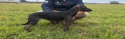 Lurcher dogs for sale: Lurcher pup  - Advert 2