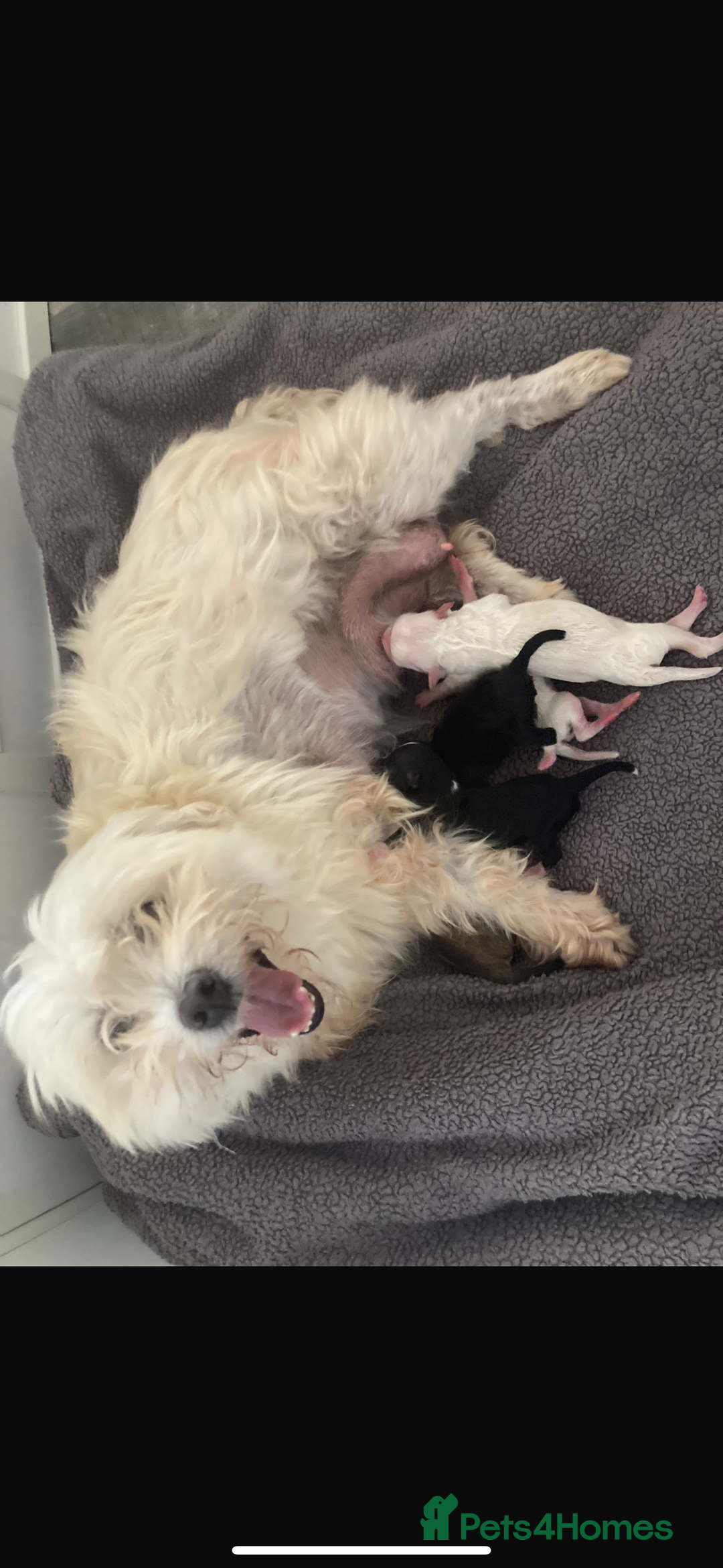 Maltipoo dogs for sale: Very small Maltipoo  - Image 18