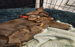 Miniature Dachshund dogs for sale: Miniature dachshund buy puppy  - Image 1